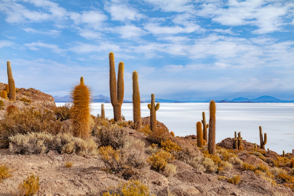 Plantas de cactus cerca del cuerpo de agua