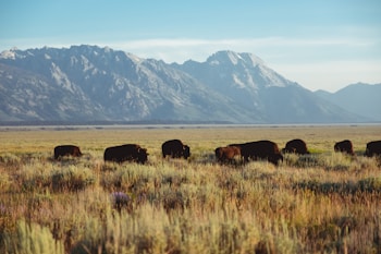 bison grazing on grass near mountains during daytime