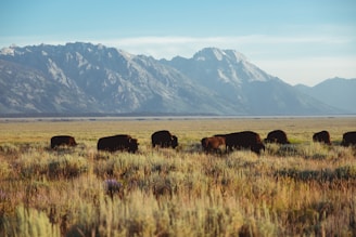 bison grazing on grass near mountains during daytime