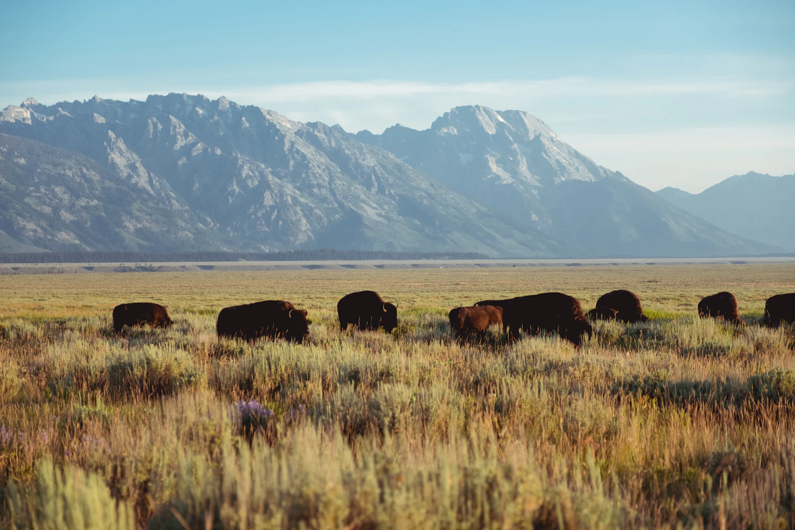 Bison grazing on open plains in the United States