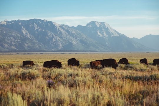 bison grazing on grass near mountains during daytime in Grand Teton National Park United States