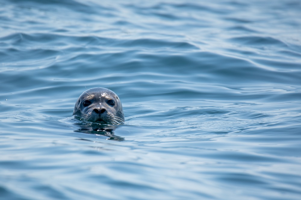 gray seal in water at daytime