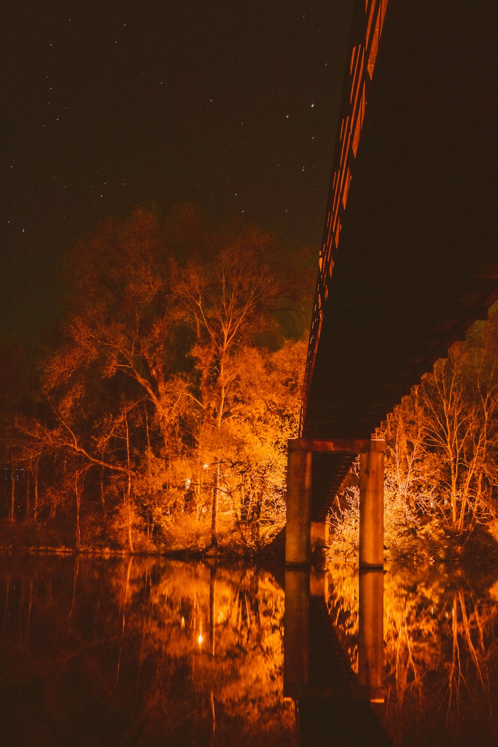 Foto de enfoque superficial de un árbol al lado del puente durante la noche