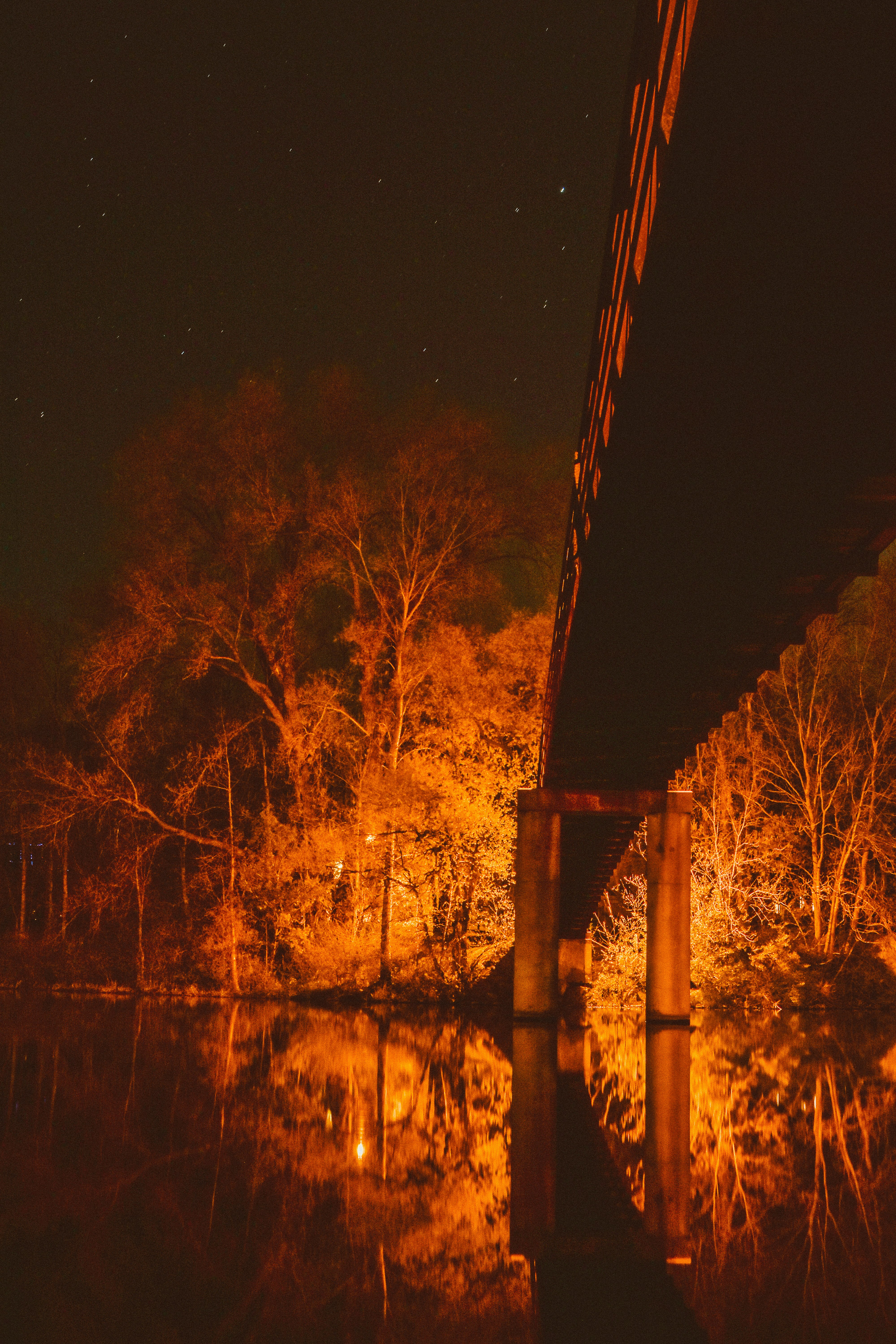 shallow focus photo of tree beside bridge during nighttime
