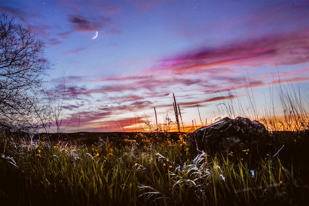 green grass under moonlight sky