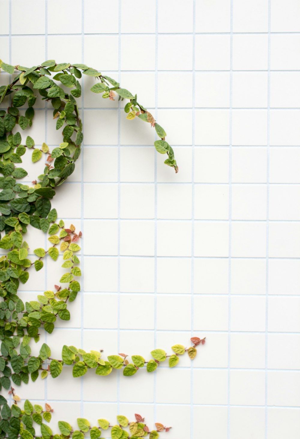 green leafed plant beside tiles