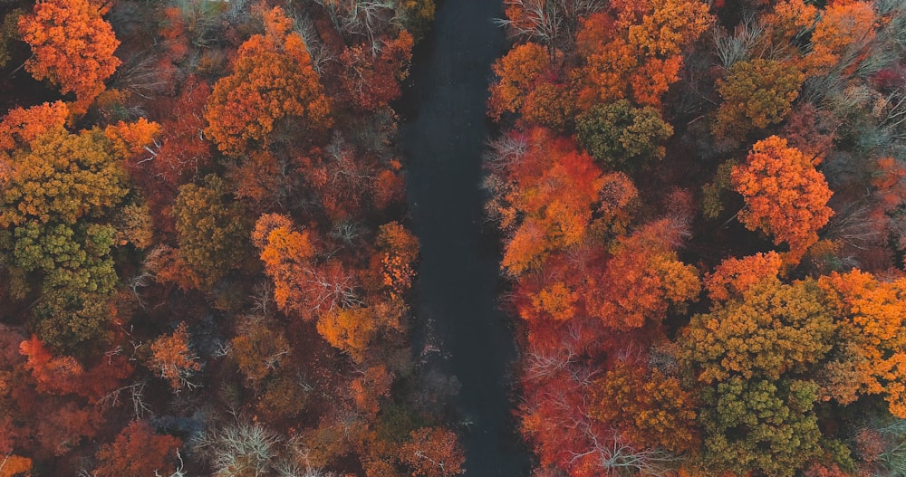 aerial view of forest trees