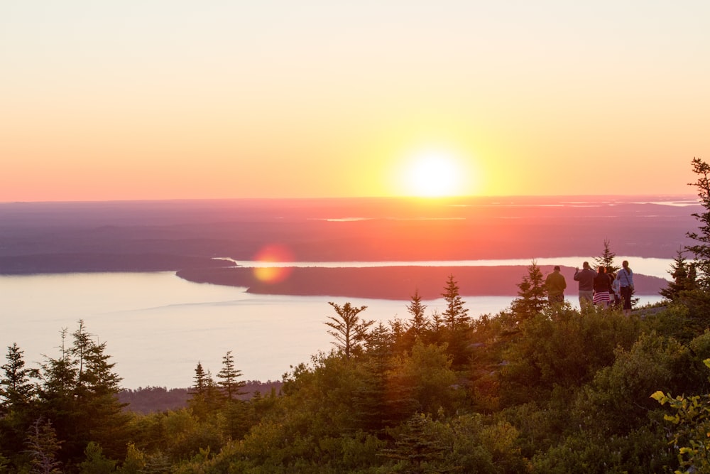 forest near body of water during golden hour