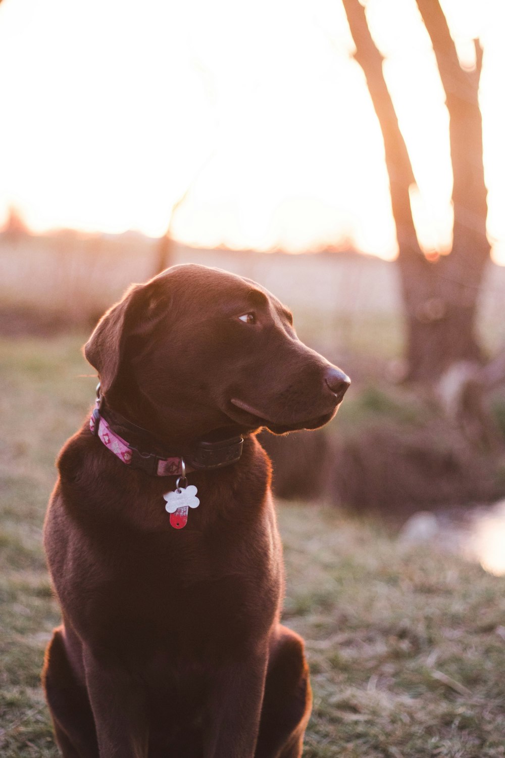 short-coated brown dog on green lawn