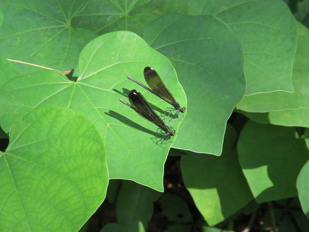 two dragonflies on green cornate leaf