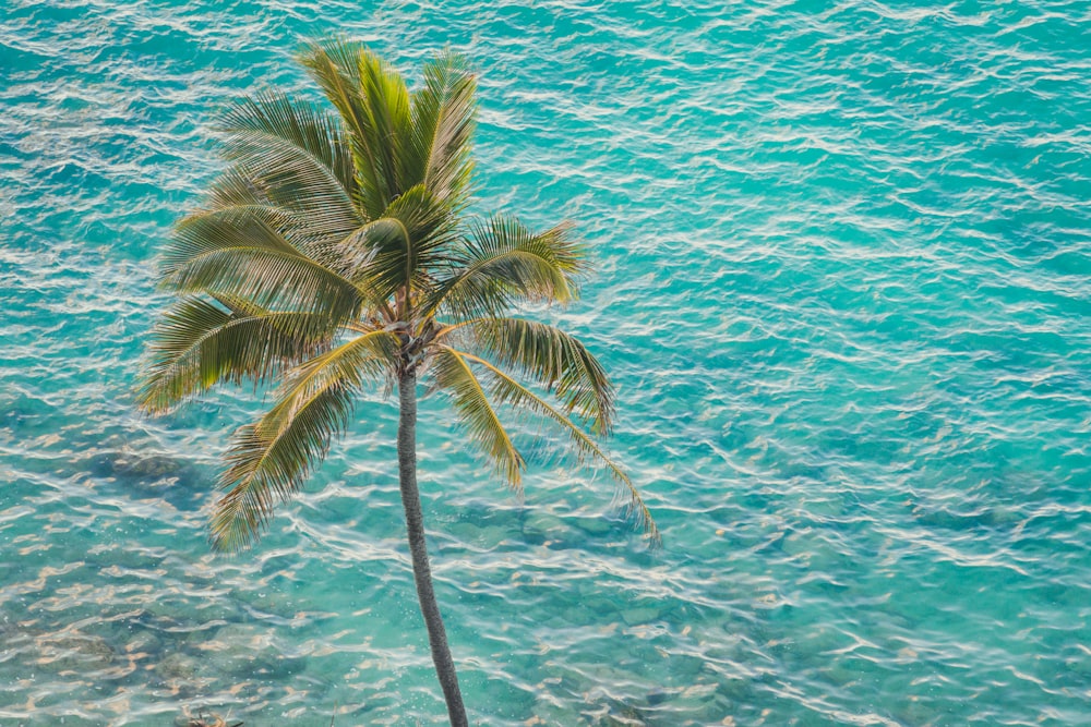coconut tree beside body of water