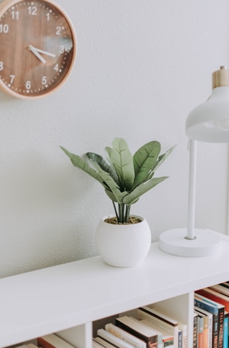 green plant on white pot beside white study lamp