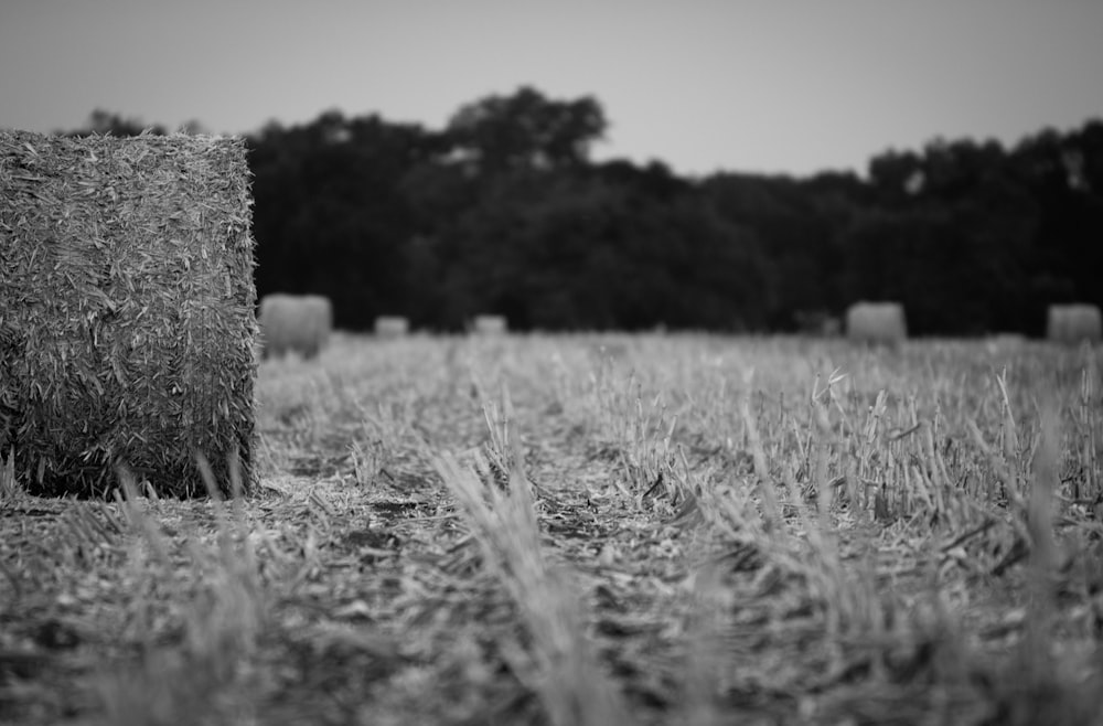 grayscale photography of haybale