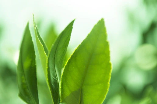 Close-up of delicate herbal leaves bathed in soft natural light, highlighting their vibrant green hues and intricate textures.