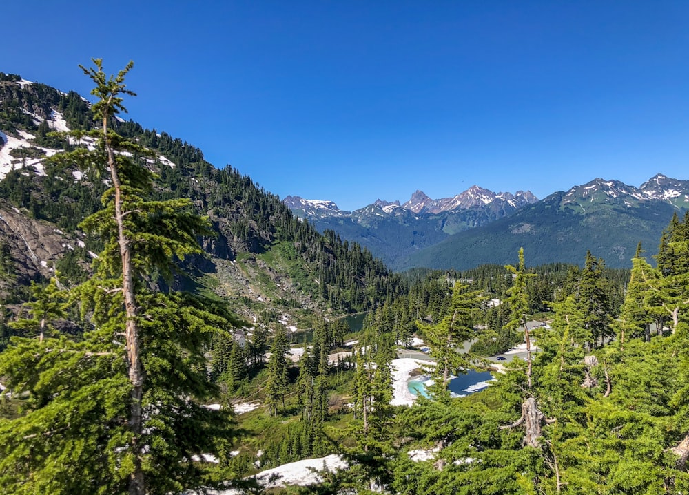 landscape photography of trees and mountains