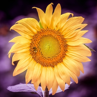 sun flower with bee on top