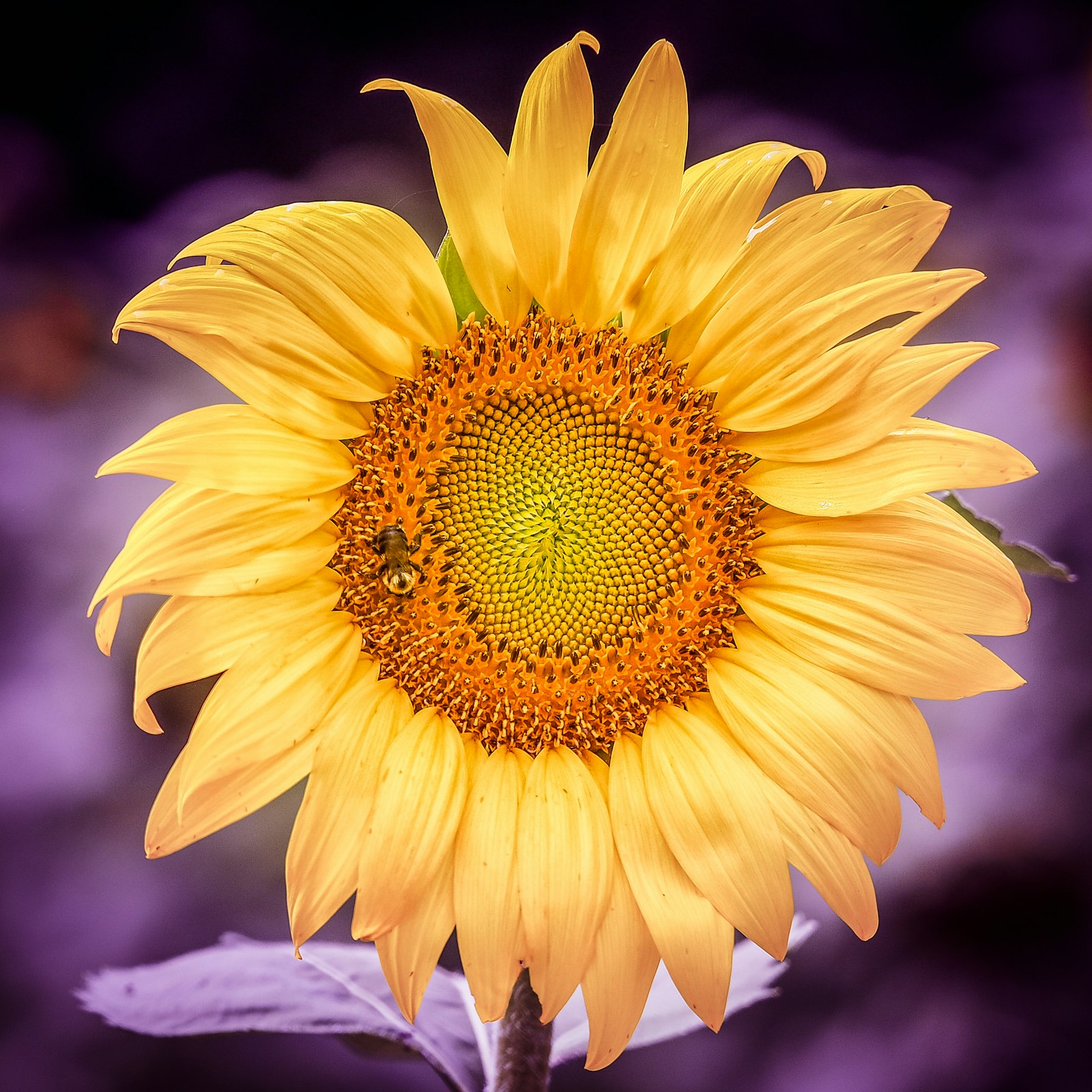 Olympus M.Zuiko ED 75-300mm F4.8-6.7 II sample photo. Sun flower with bee photography