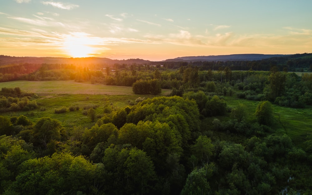 aerial photo of green trees during sunrise