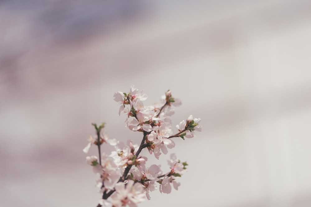 closeup photo of petaled flower