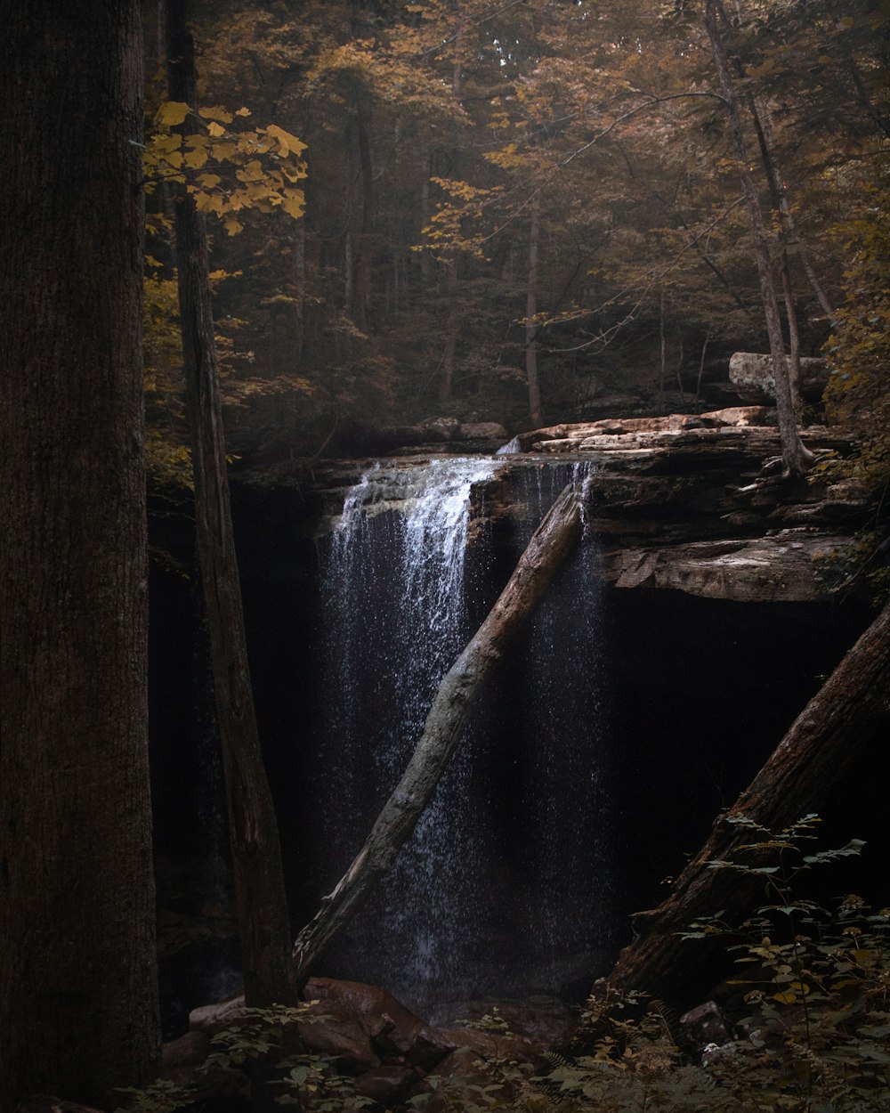 茶色の森の滝