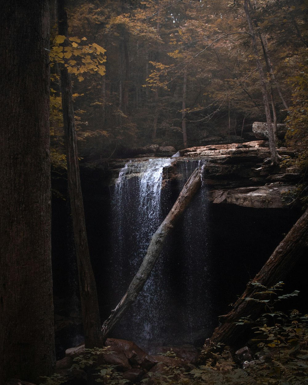 waterfalls in brown forest