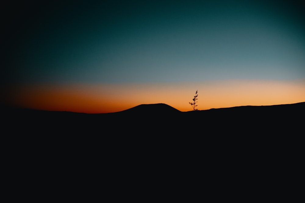 Fotografia a fuoco selettiva dell'albero