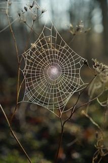 shallow focus photography of spider web