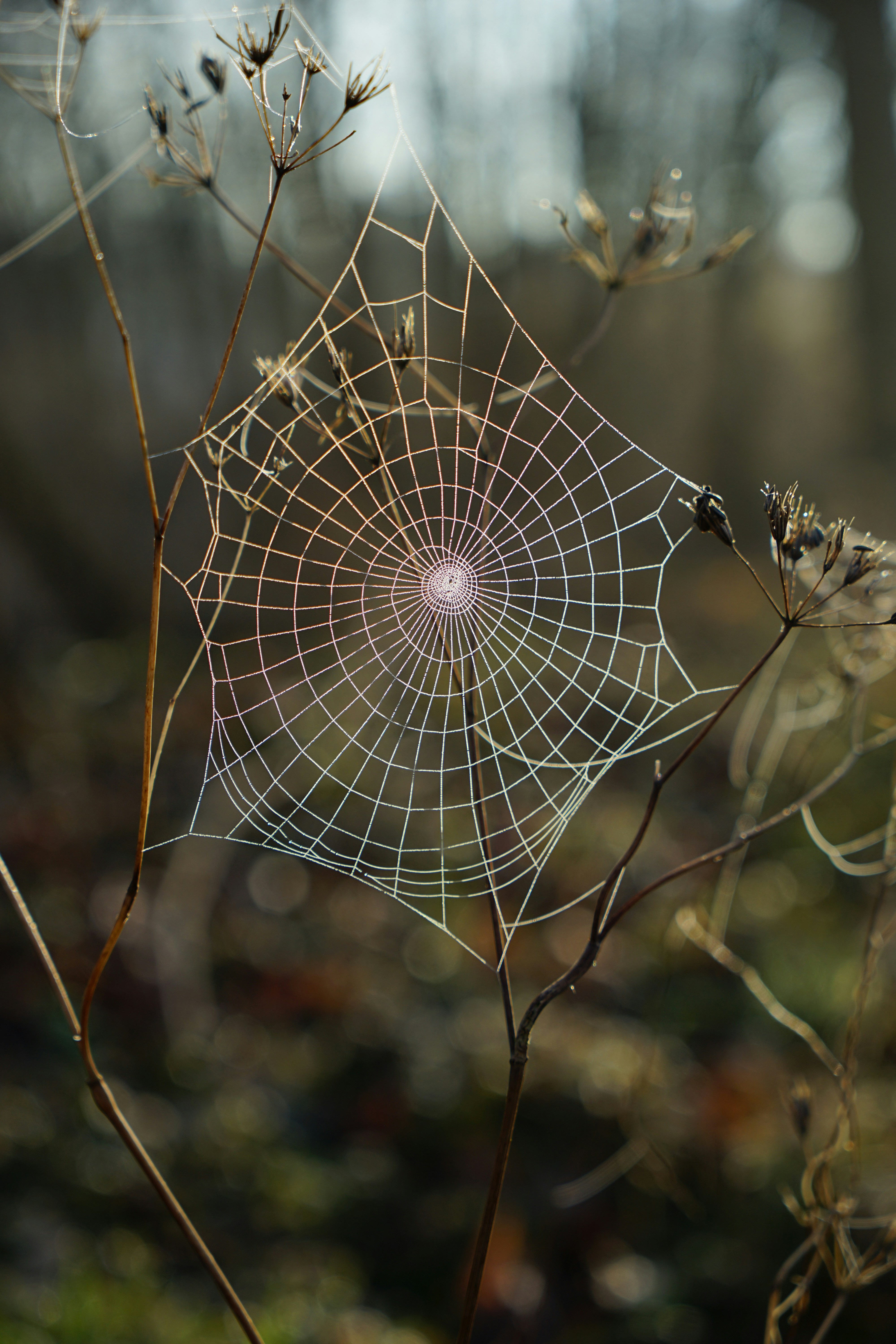 great photo recipe,how to photograph so i was by the canal at my mother-in-laws house the other morning and my 4year-old found this amazing spiderweb sparkling in the morning sun covered in morning tua. it was the perfect shot. 
 
 no edits; shallow focus photography of spider web