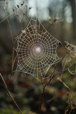 shapes for photo composition,how to photograph so i was by the canal at my mother-in-laws house the other morning and my 4year-old found this amazing spiderweb sparkling in the morning sun covered in morning tua. it was the perfect shot. 
 
 no edits; shallow focus photography of spider web