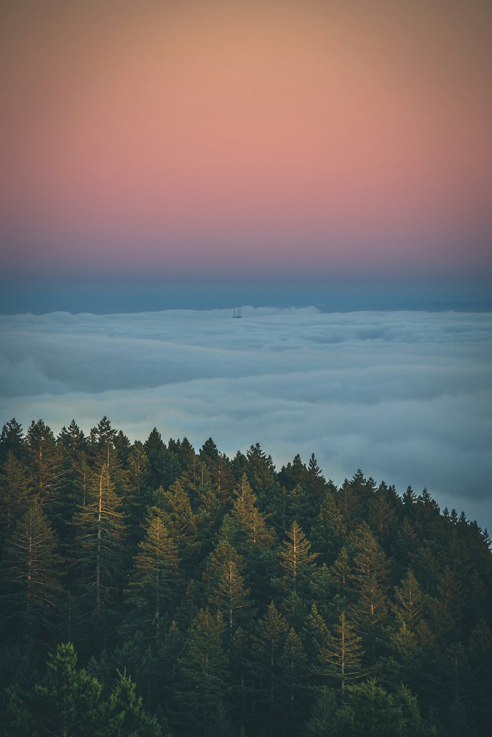 aerial view of pine trees and clouds