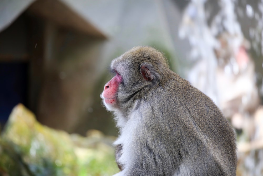 selective focus photography of gray primate