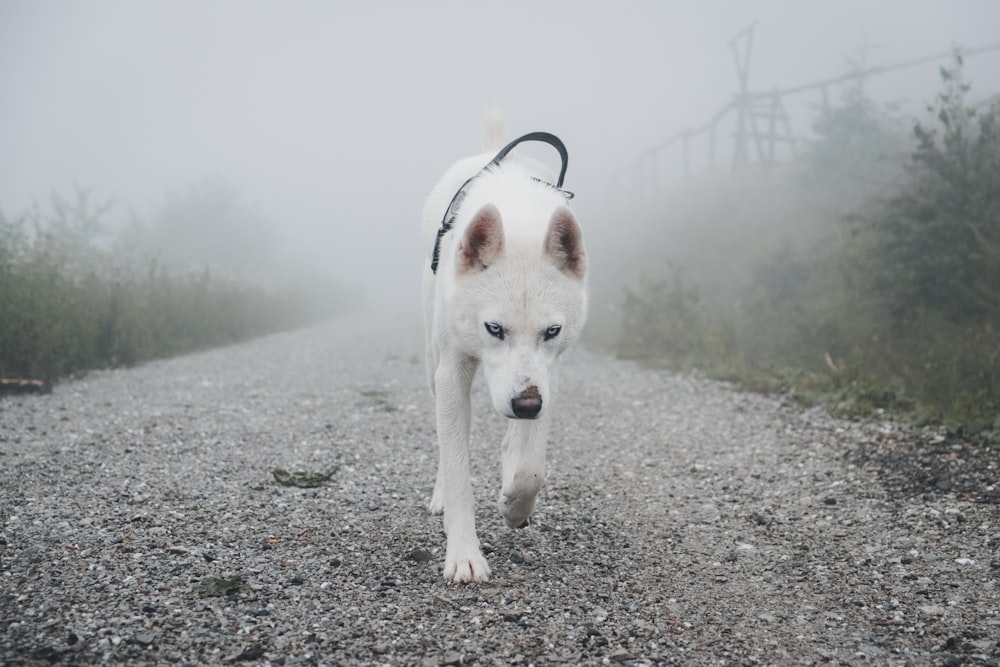 white dog walking on road between green trees