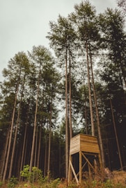 brown wooden watch tower in woods