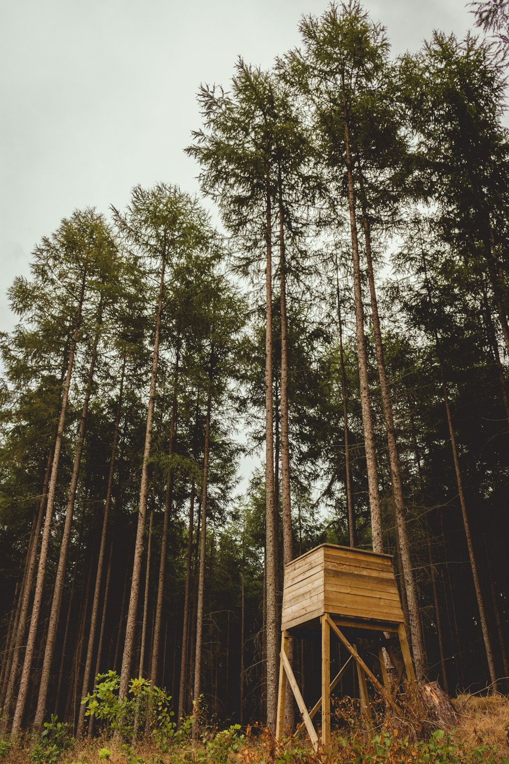 brown wooden watch tower in woods