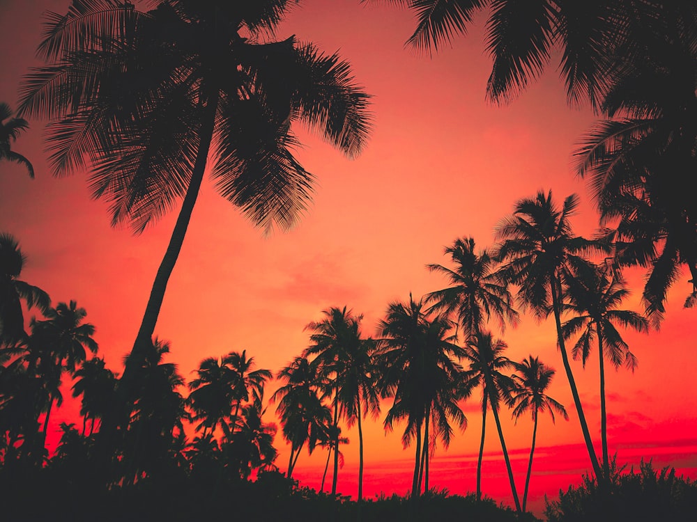 silhouette photography of palm trees