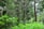 A dense forest with a lush canopy of green leaves and tall trees. Sunlight filters through the foliage, creating a vibrant and serene natural environment. The variety of vegetation suggests a thriving ecosystem.