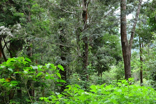 A dense forest with a lush canopy of green leaves and tall trees. Sunlight filters through the foliage, creating a vibrant and serene natural environment. The variety of vegetation suggests a thriving ecosystem.