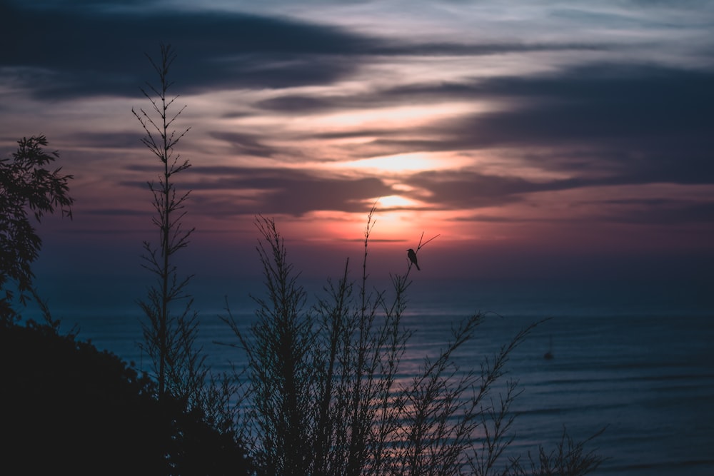 silhouette di erba vicino alla spiaggia sotto l'ora d'oro