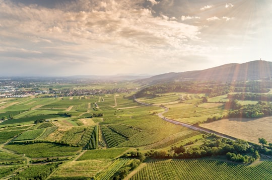 photo of Gumpoldskirchen Ecoregion near Schneeberg