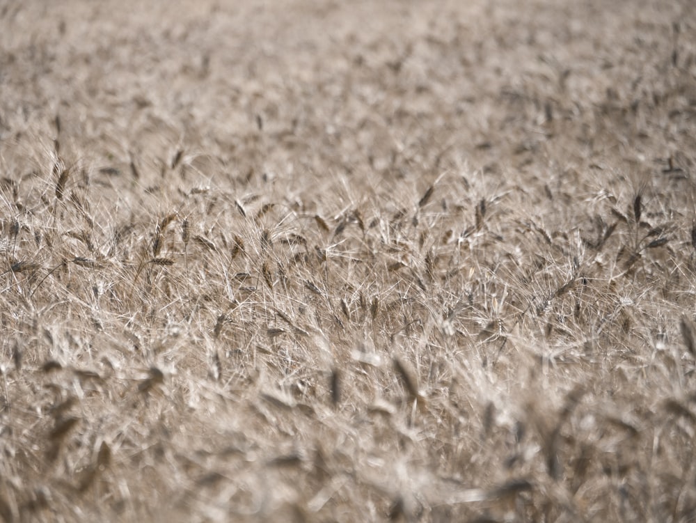 Photographie sélective d’un champ de blé