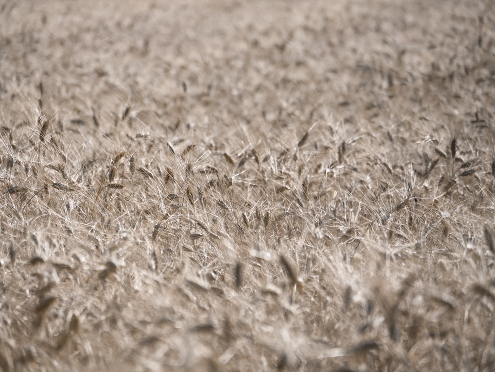 selective focus photography of wheat field