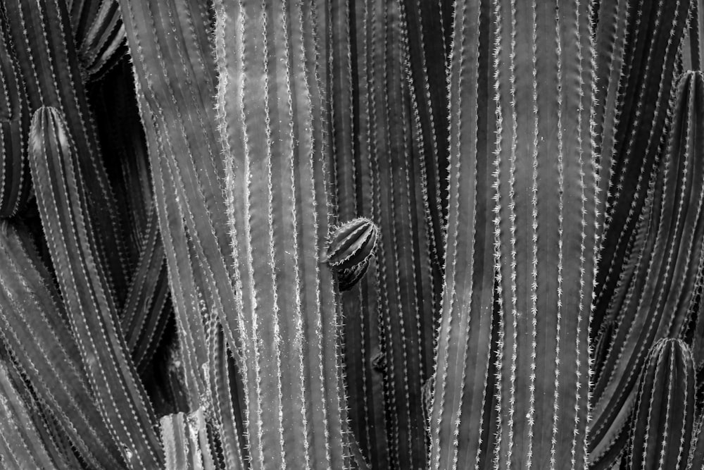 サボテン植物の白黒写真