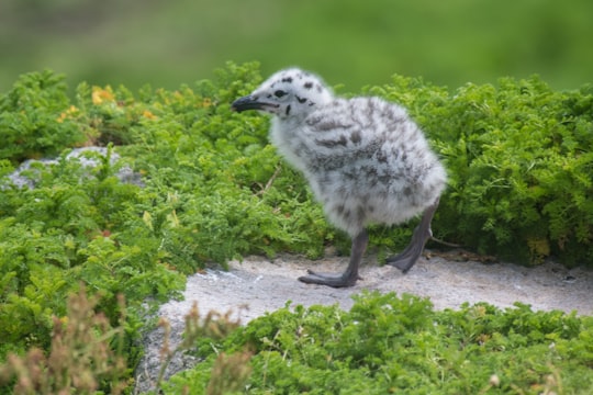 white chick in Saltee Islands Ireland