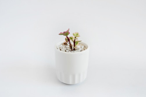 green jade plant in vase