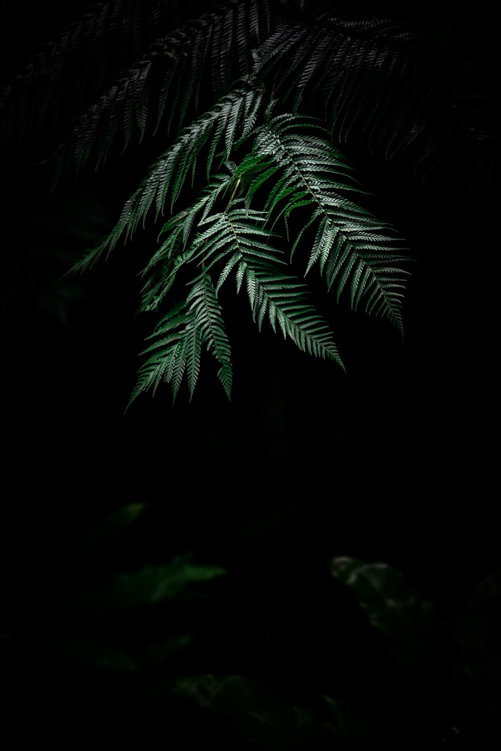 green Boston fern plant