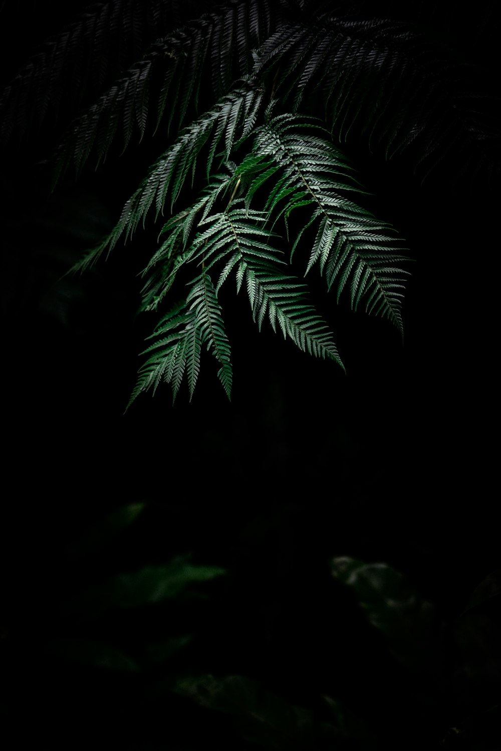 pianta di felce verde di Boston