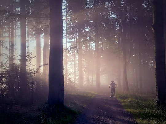 man riding bicycle on forest silhouette in Pocztowa 34 Poland