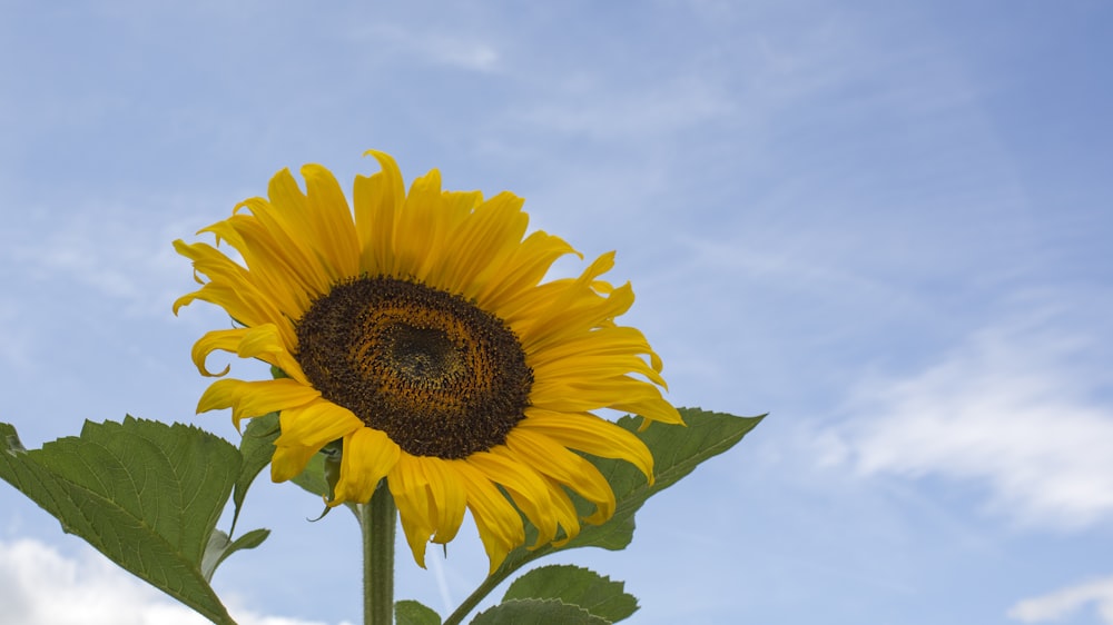 sunflower under clear sky during daytime