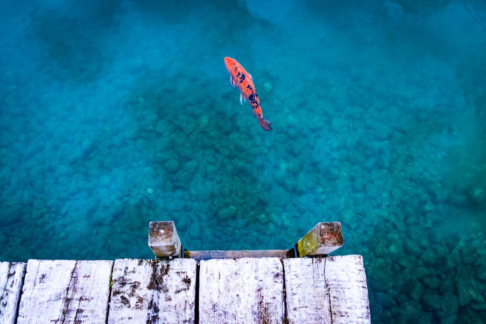 orange and black fish on body of water near dock