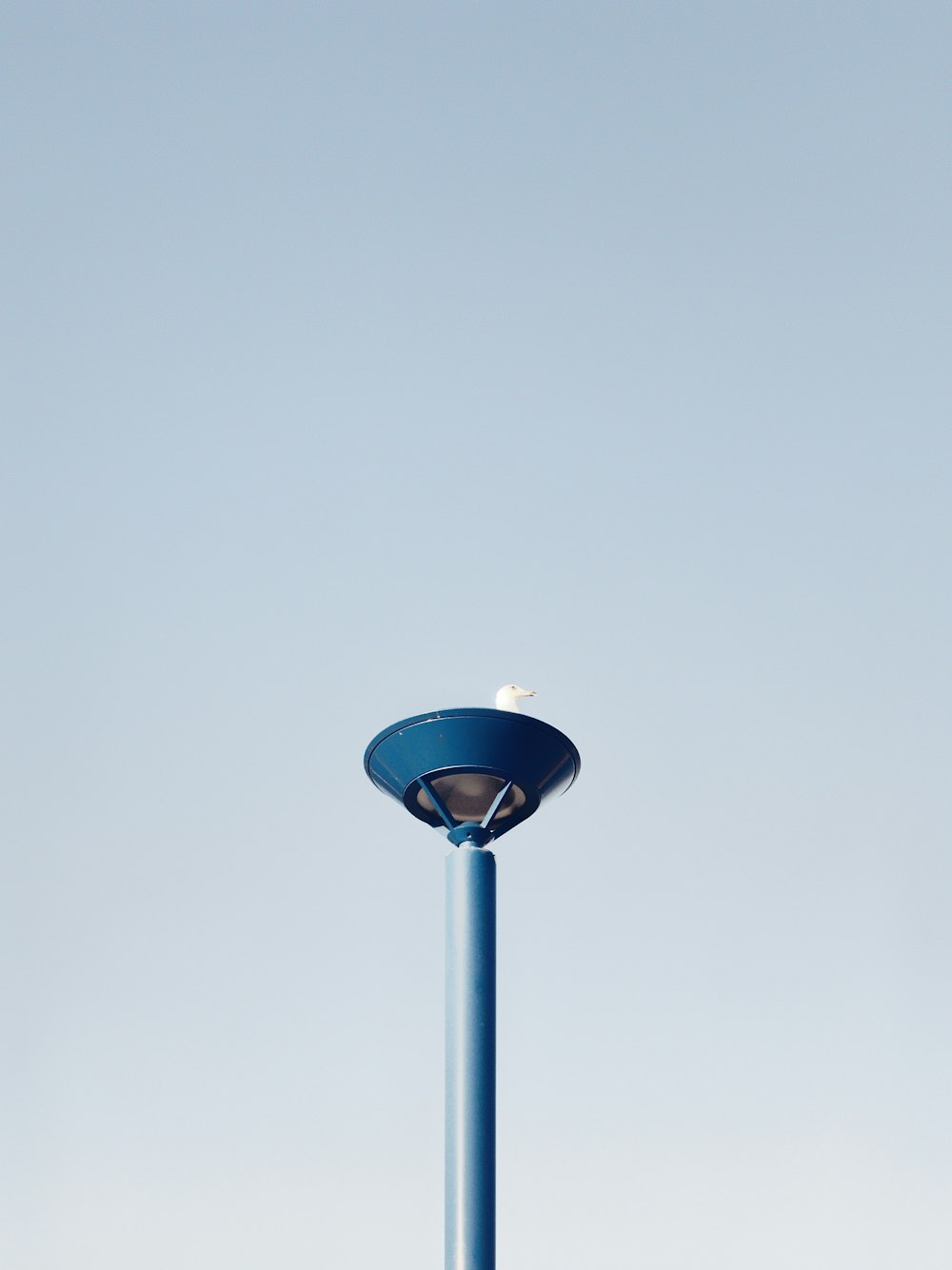 white seagull on top of the post during daytime